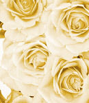 White Roses