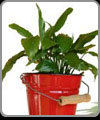 Green Foliage