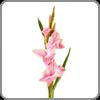 Gladiolus