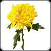 Chrysanthemum, Standard