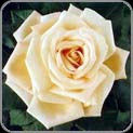 Pale Peach Rose