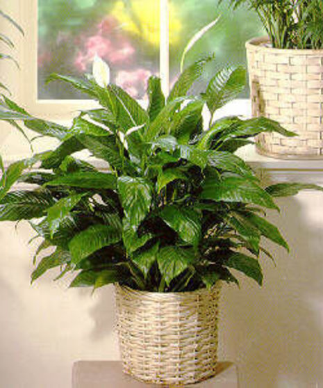 Peace Lily