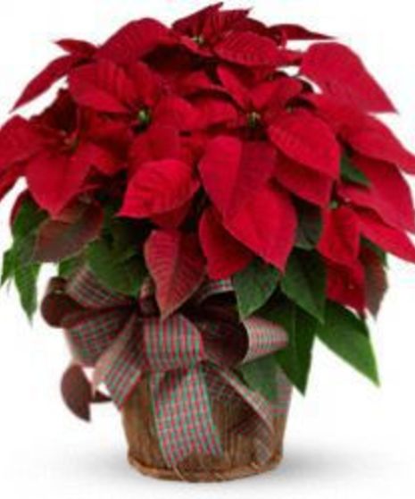 Red Pointsettia