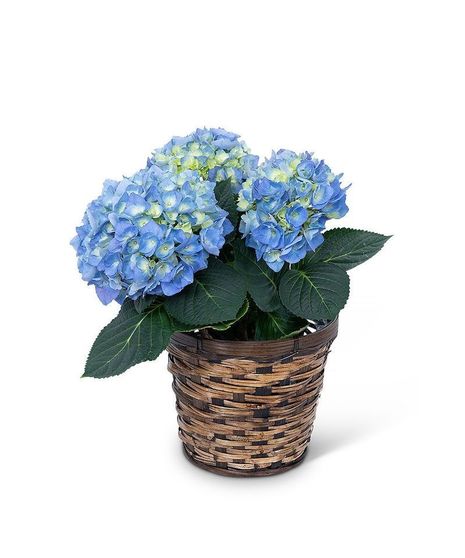 Blue Hydrangea