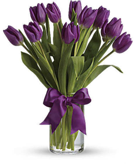 Passionate Purple Tulips